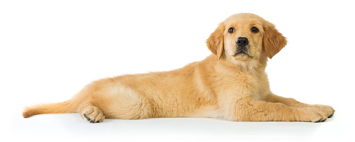 Golden Retriever Puppy Lying Down